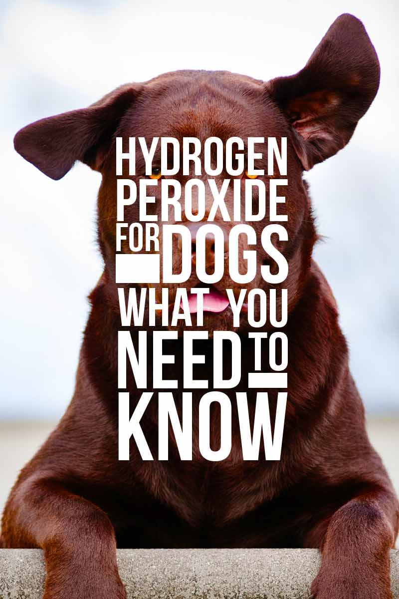 Hydrogen Peroxide for Dogs, What you need to know - A dog health guide.