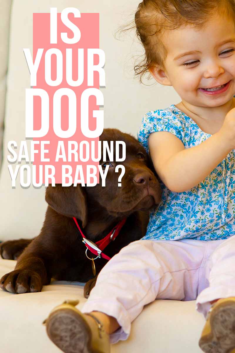 Is your dog safe around your baby ? - Advice on dog behaviour from The Labrador Site.