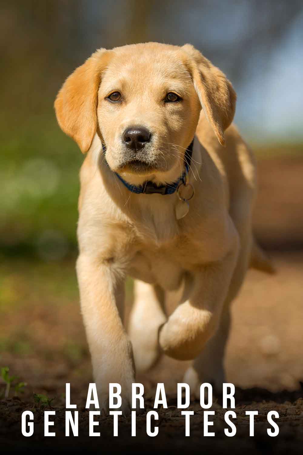 Should I get a genetic test for my Labrador