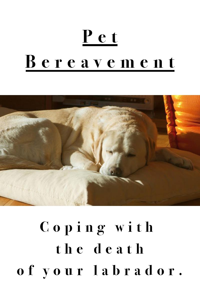 Pet Bereavement - Coping with the death of your Labrador.
