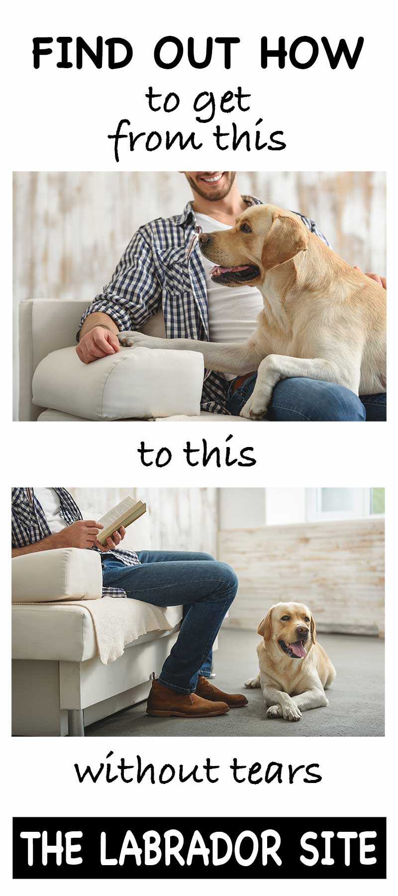 Attention seeking dog? Teach your dog to settle while you read or watch TV