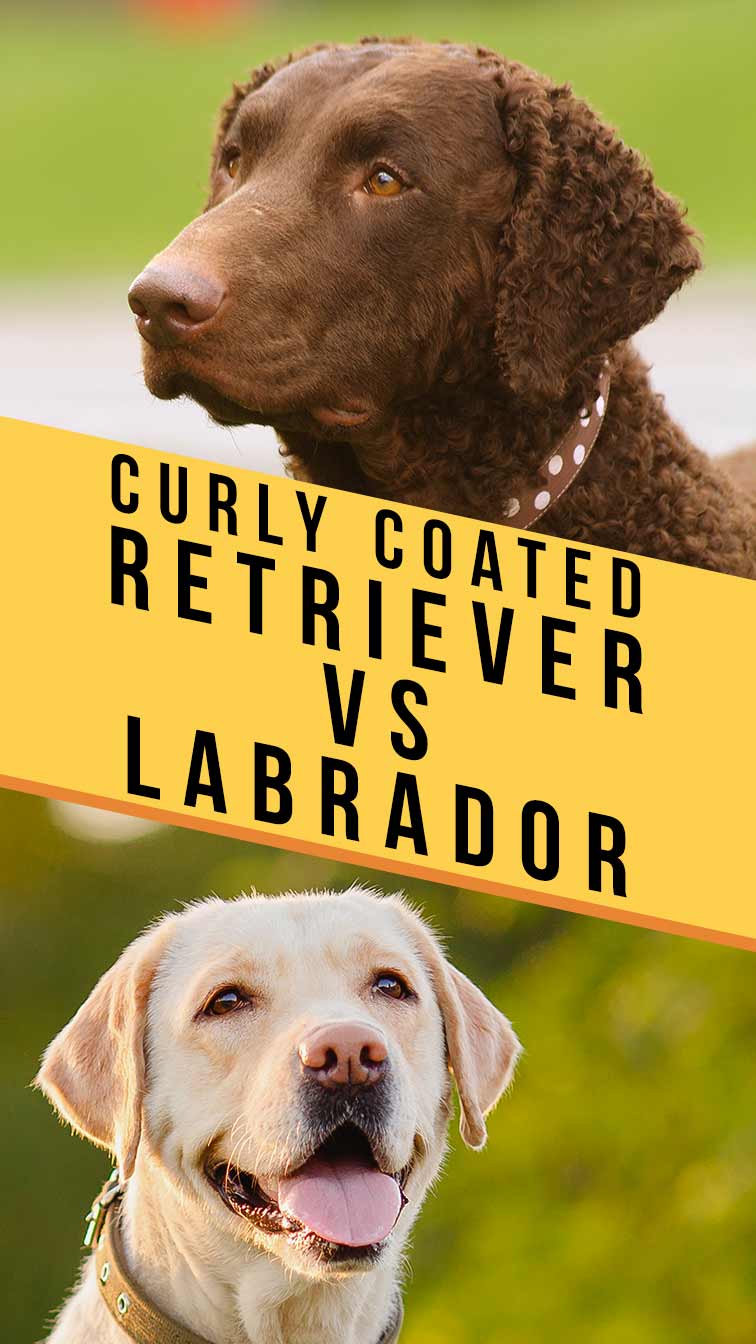 curly coated retriever vs labrador