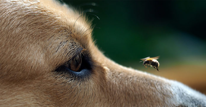 dog got stung by a bee
