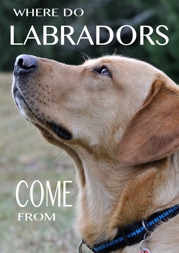 Discover the fascinating history and origins of the Labrador Retriever dog breed