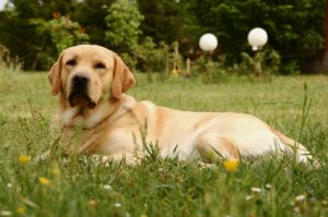 Labrador proofing your garden