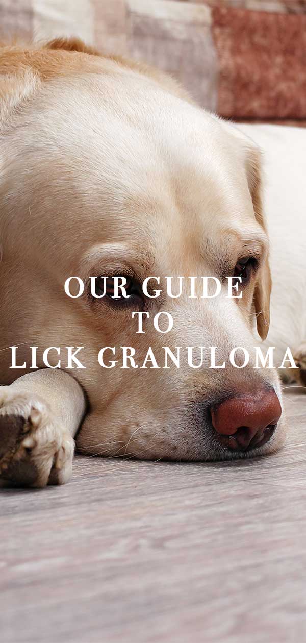 lick granuloma