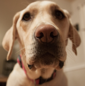 Labrador sense of smell