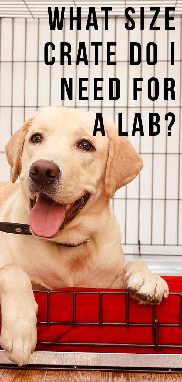 what size crate does a lab need