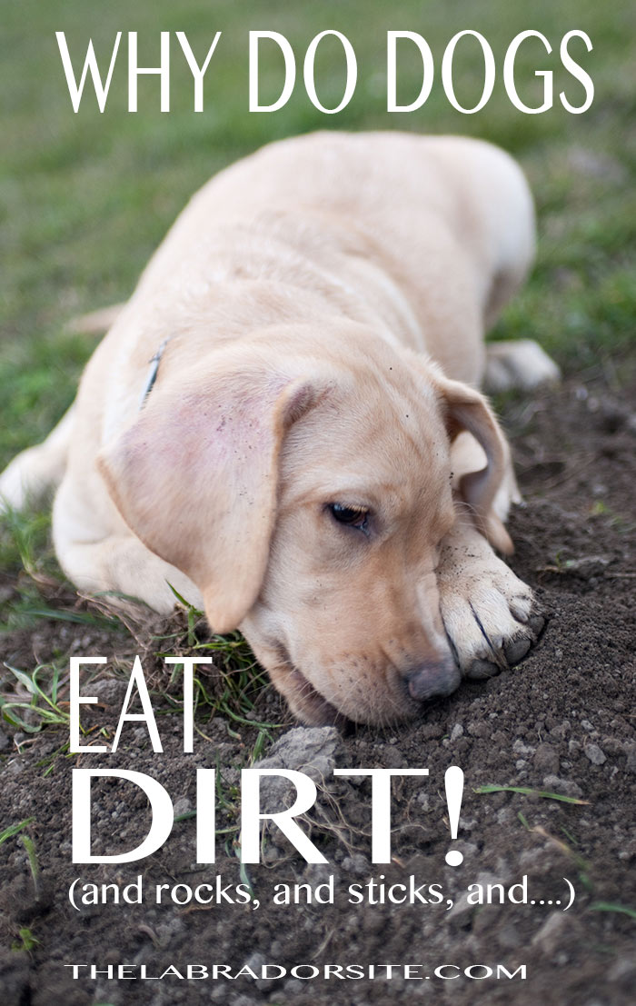 Why do dogs eat dirt, and stones, and stick, and mud? Find out all about crazy canine eating habits here!